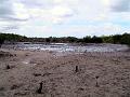 25 - Mangrove 016